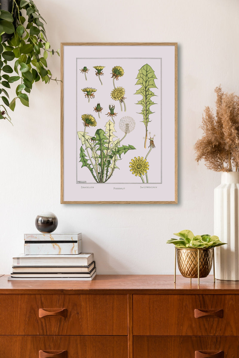 Dandelion - Pissenlit - Der Löwenzahn