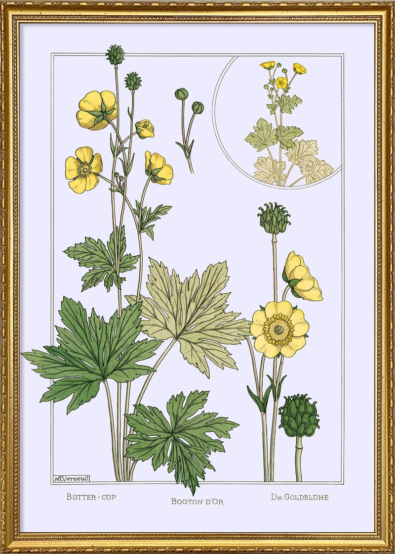 Butter Cup - Bouton d'Or - Die Goldblume