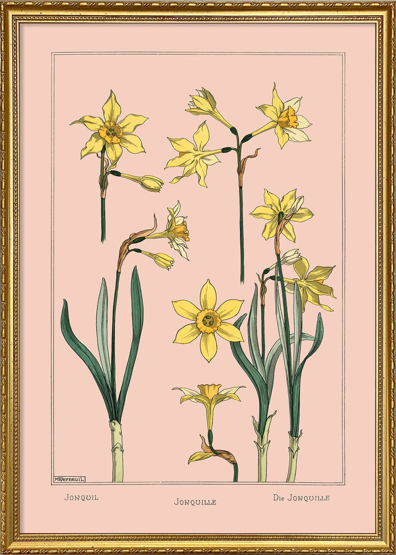 Jonquil - Jonquille - Die Jonquille