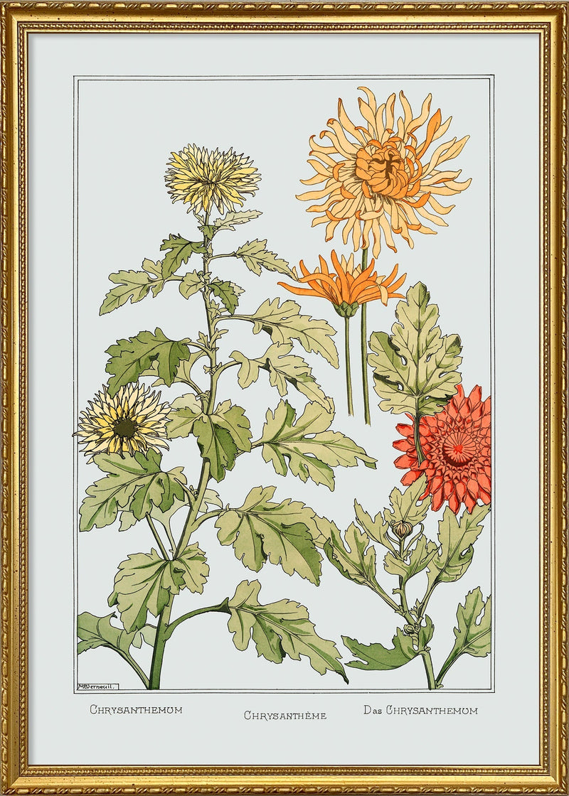 Chrysanthemum - Chrysanthème - Das Chrysanthemum