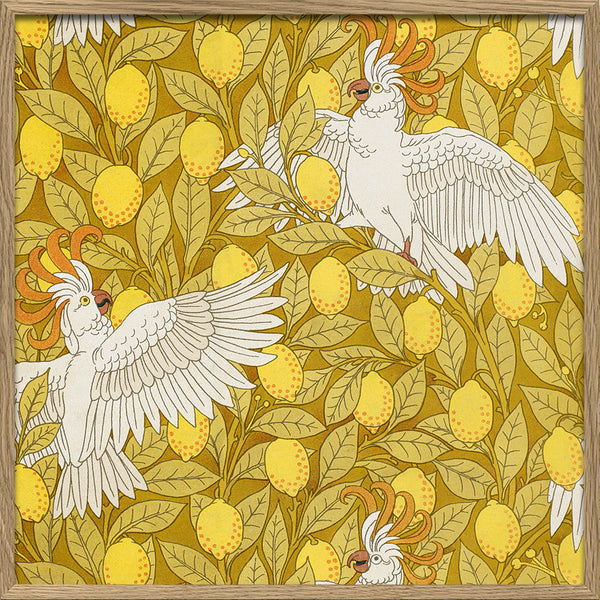 Cockatoos