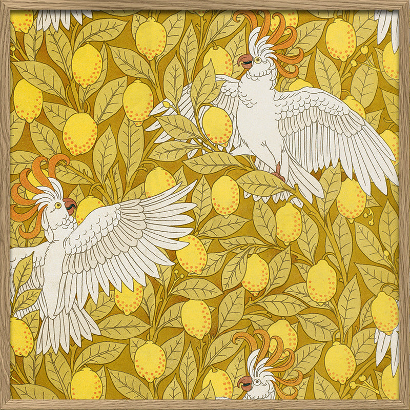 Cockatoos