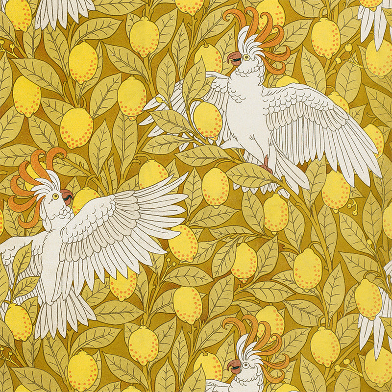 Cockatoos