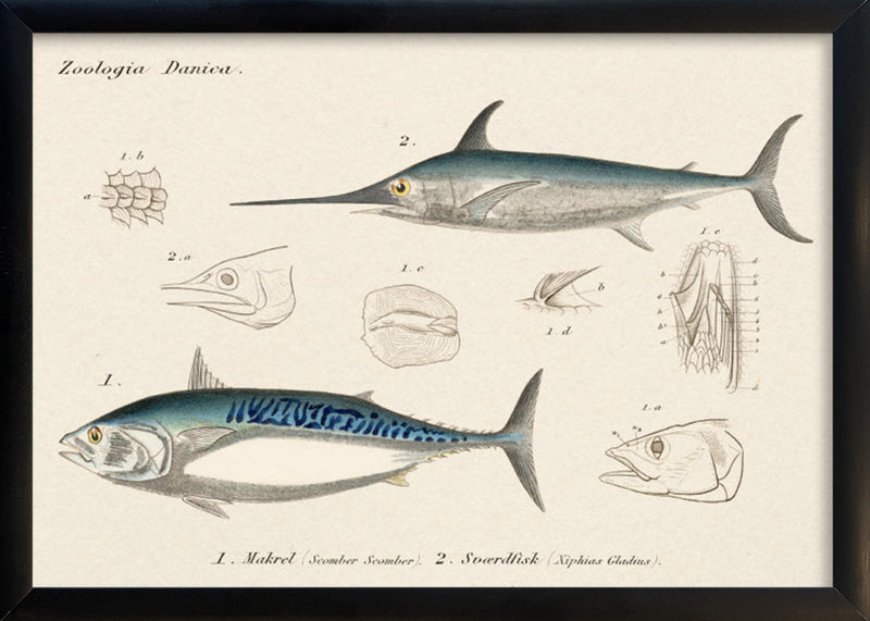 Makrel & Sværdfisk