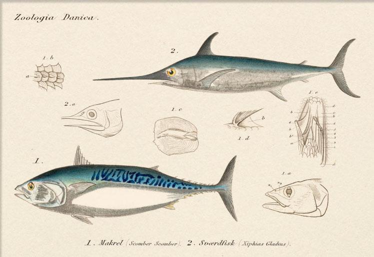 Makrel & Sværdfisk