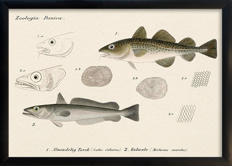 Almindelig Torsk & Kulmule