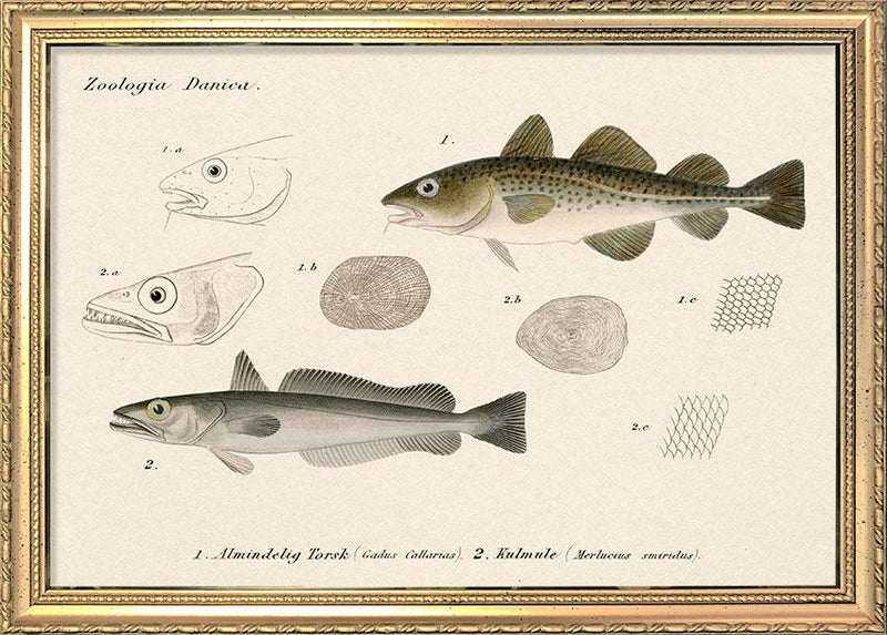 Almindelig Torsk & Kulmule