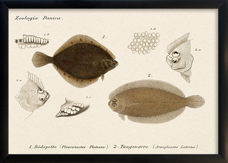 Rödspette og Tungevarre