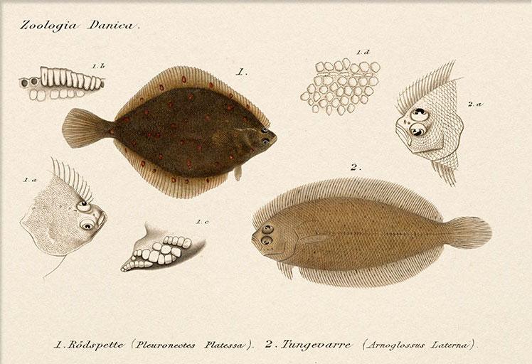 Rödspette og Tungevarre