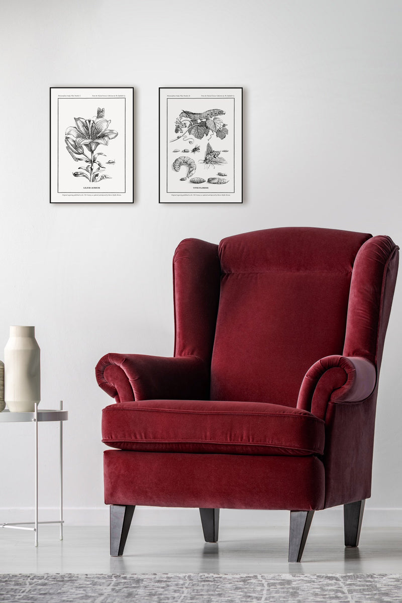 Merian Plate No.1 Lilium Aureum