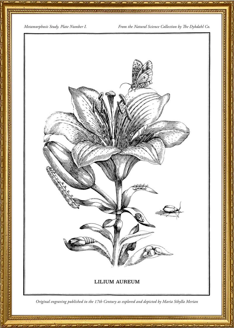 Merian Plate No.1 Lilium Aureum
