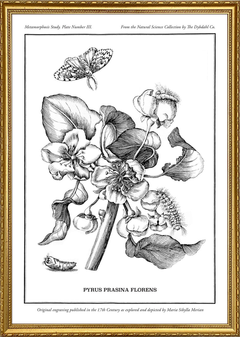 Merian Plate No.3 Pyrus Prasina Florens