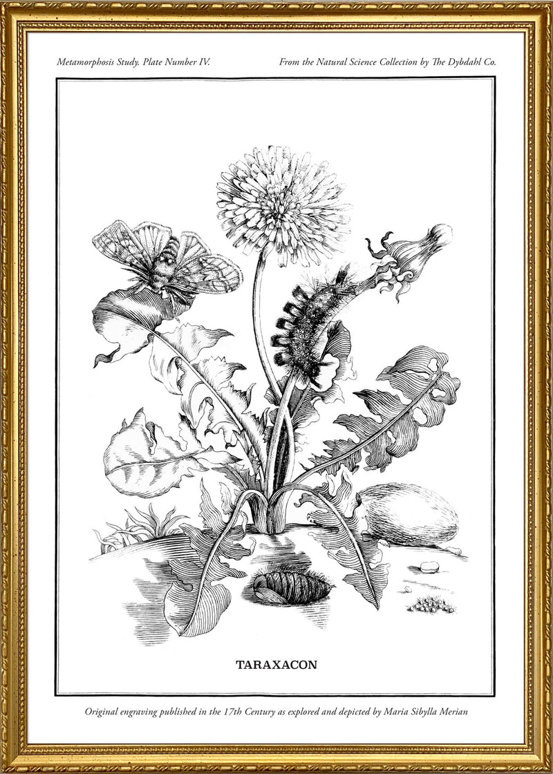 Merian Plate No.4 Taraxacon