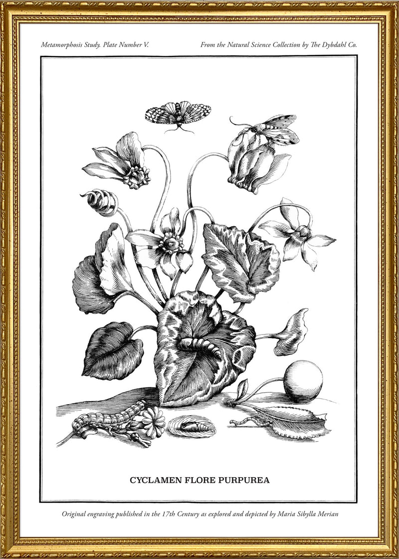 Merian Plate No.5 Cyclamen Flore Purpurea