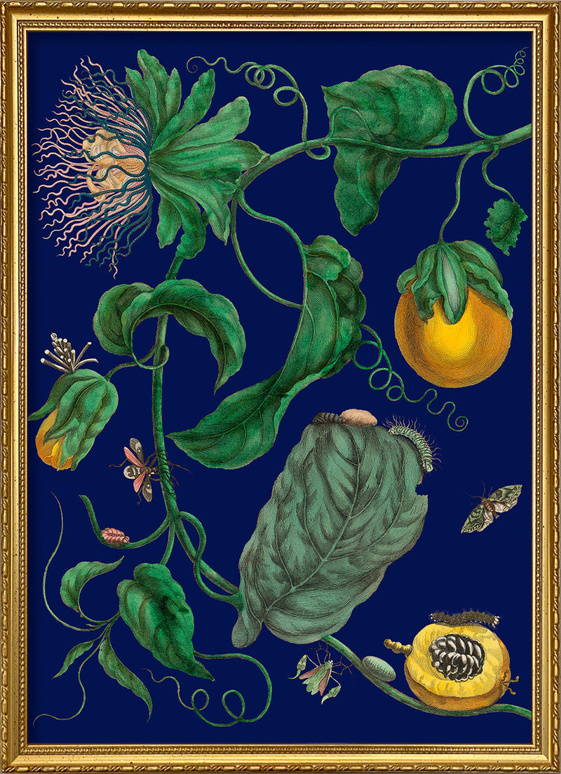 Passion Fruit Flowers