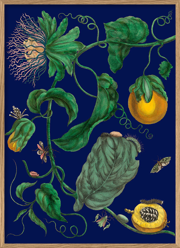 Passion Fruit Flowers