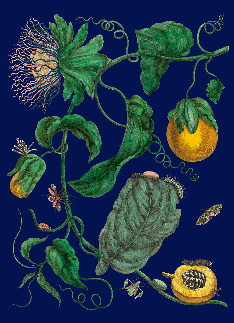 Passion Fruit Flowers