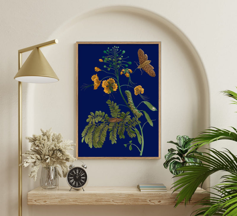 Peacock Flower and Moth