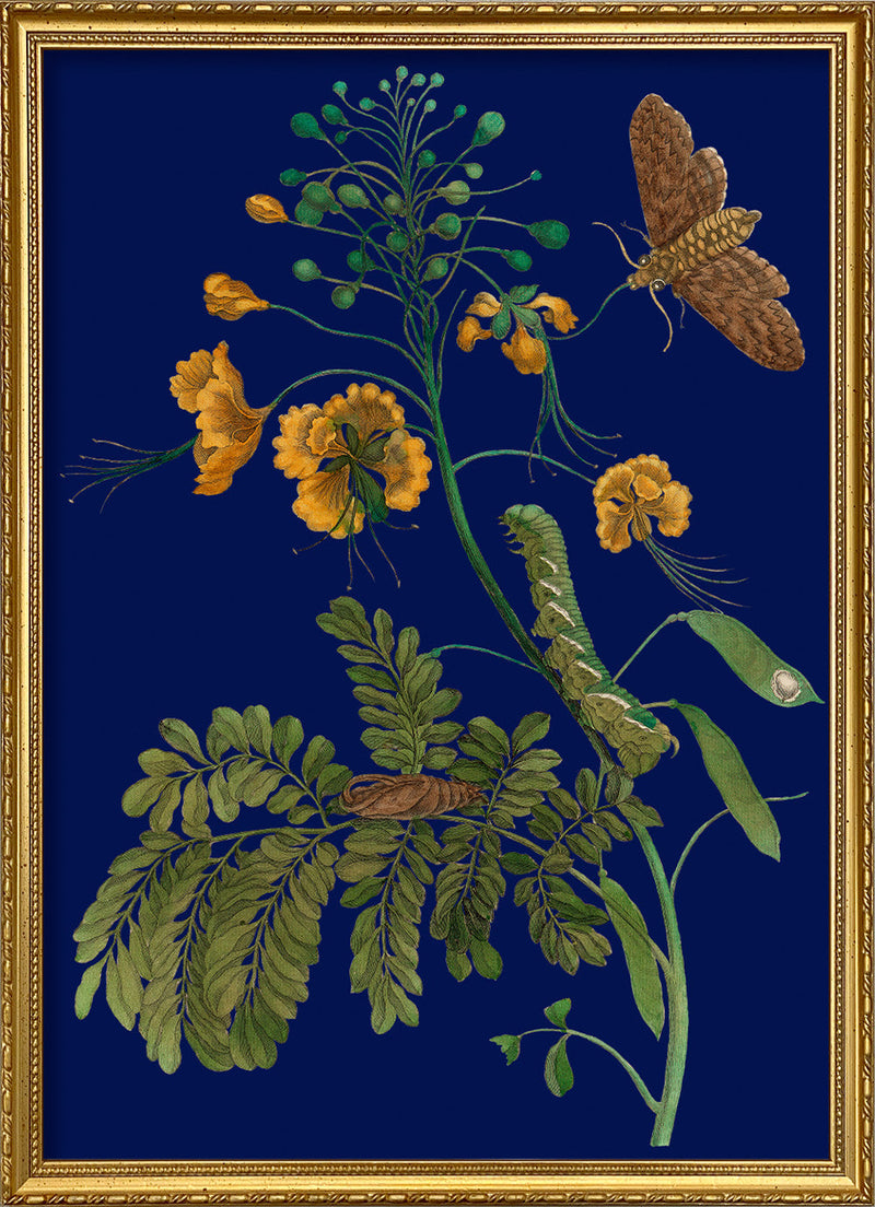 Peacock Flower and Moth