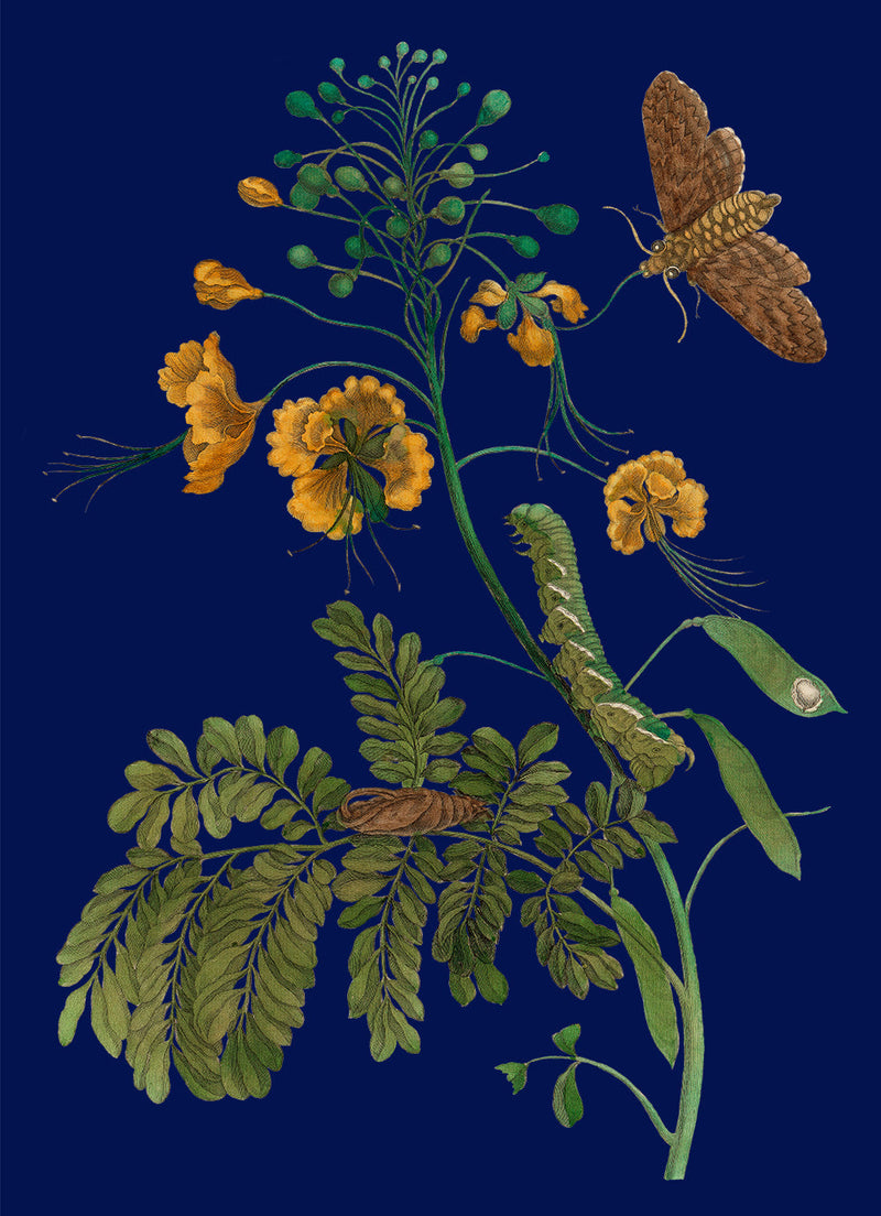 Peacock Flower and Moth