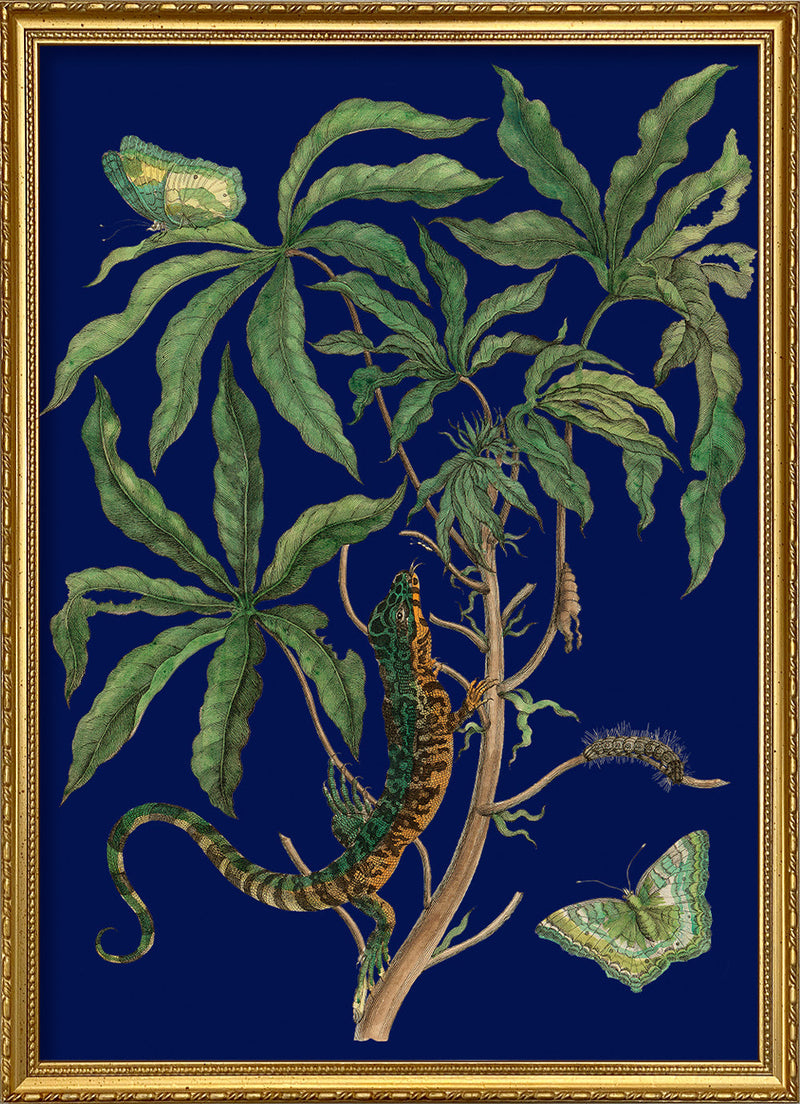 Jatropha Moth and Lezard