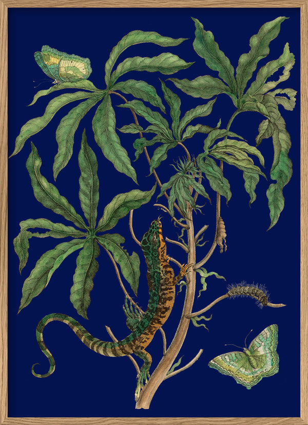 Jatropha Moth and Lezard