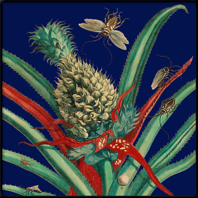Pineapple Plant and Insects