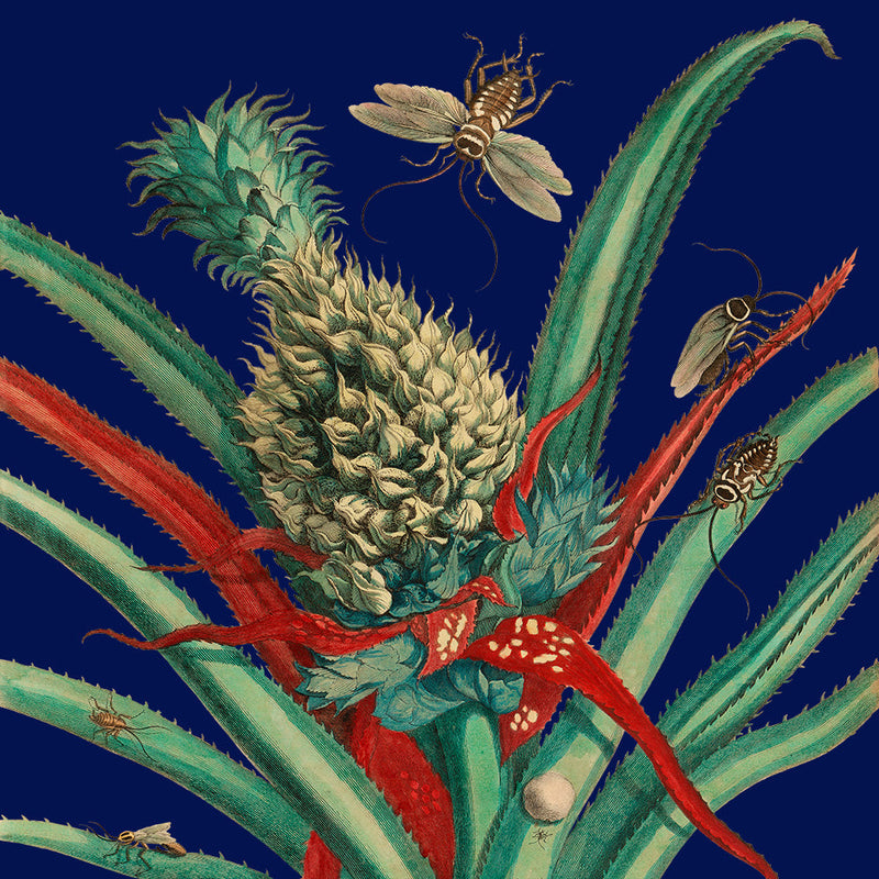 Pineapple Plant and Insects