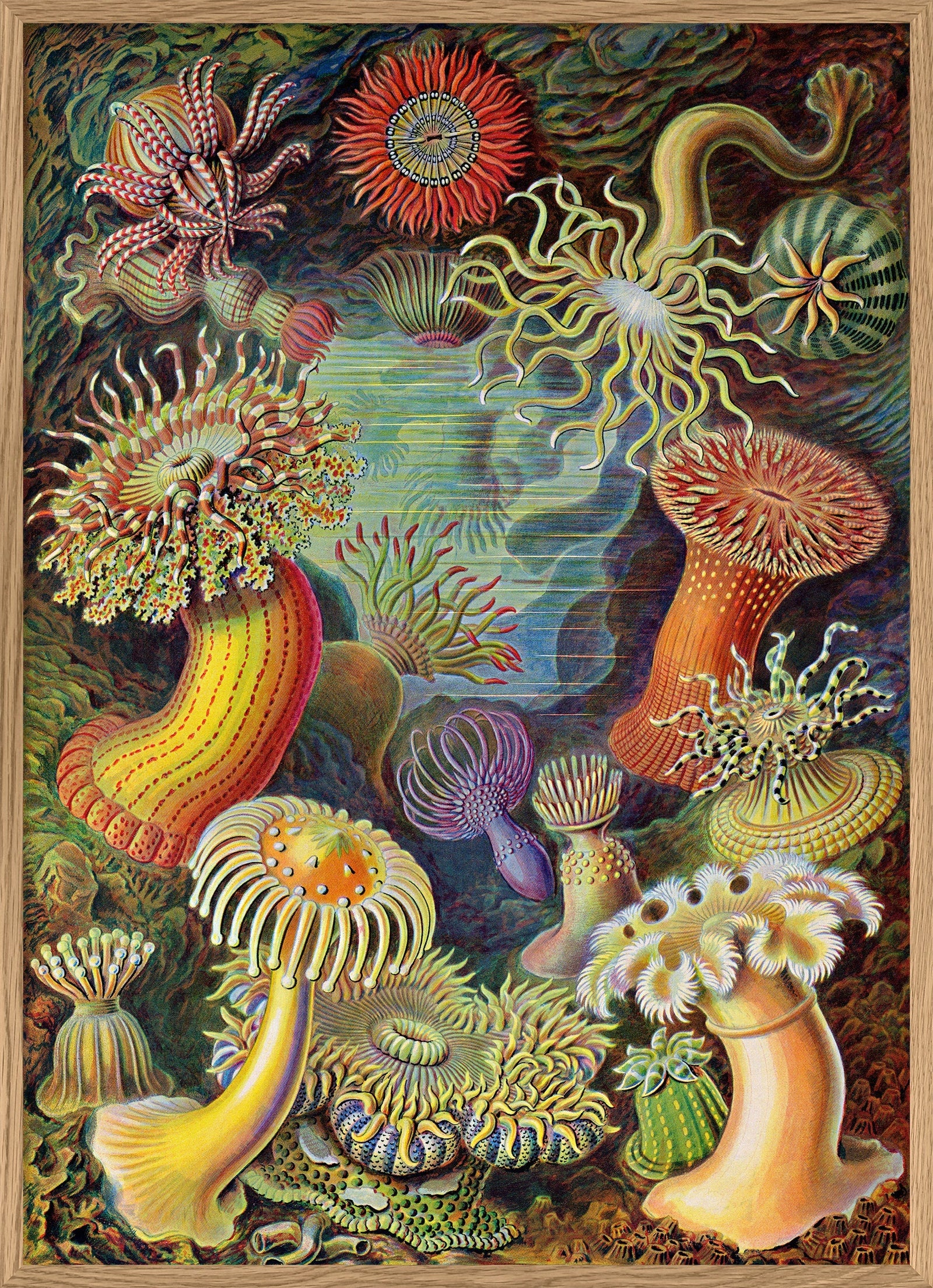 8201-Oak-Web_c03b63ba-6fb8-