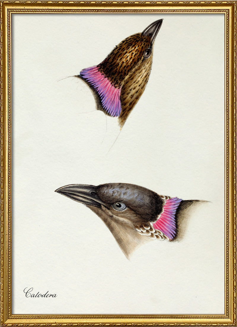 Calodera - Spotted Bowerbird