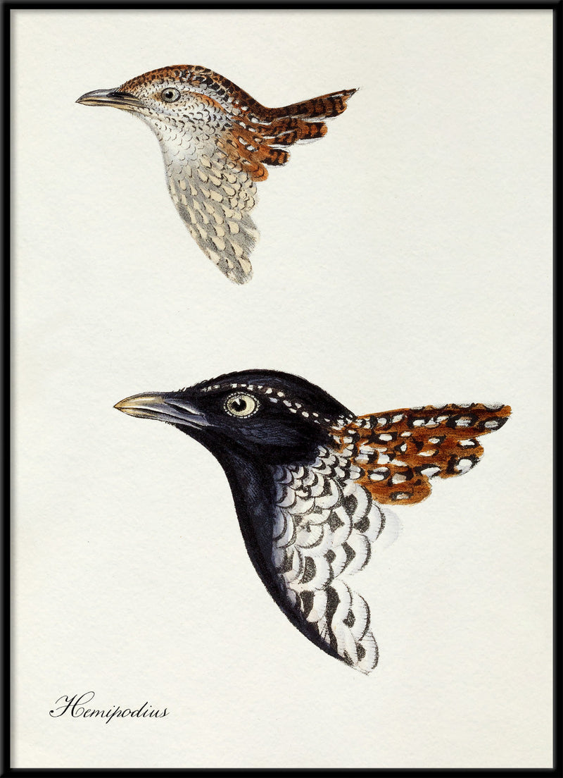 Hemipodius - Buttonquail