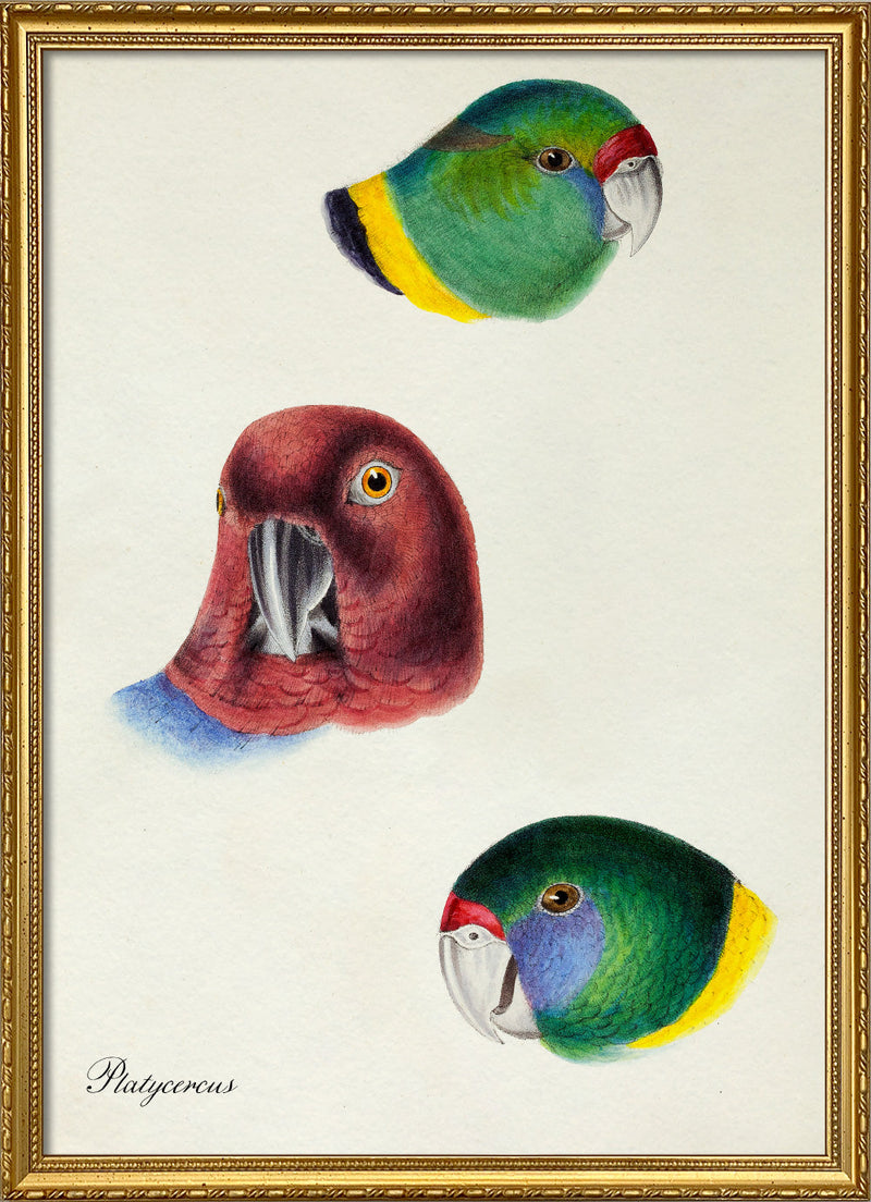 Platycercus - Rosellas