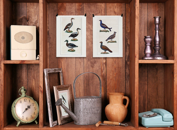 L'Oie d'Égypte - L'Eider - Le Canard Mâle