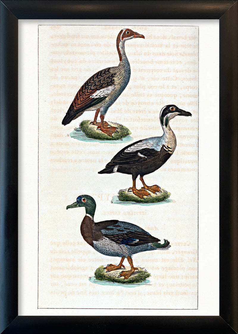 L'Oie d'Égypte - L'Eider - Le Canard Mâle