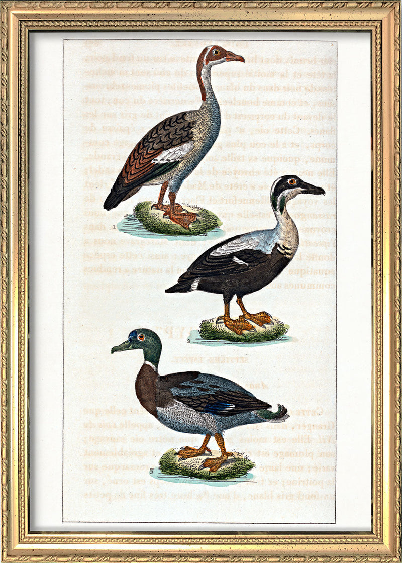 L'Oie d'Égypte - L'Eider - Le Canard Mâle