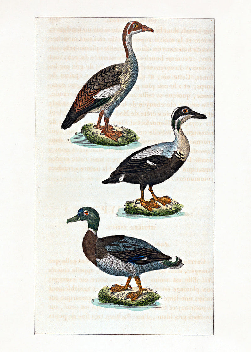 L'Oie d'Égypte - L'Eider - Le Canard Mâle