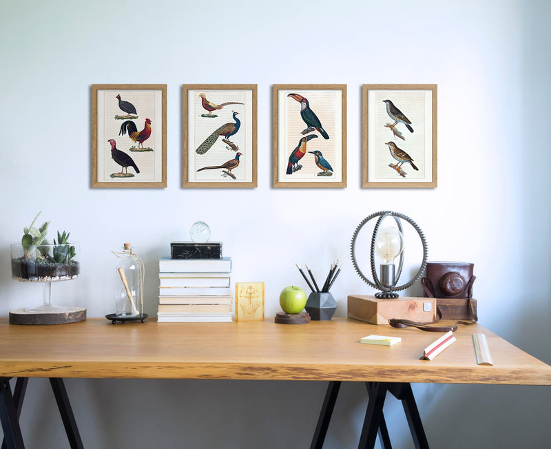 Le Coq - Le Dindon - La Pintade