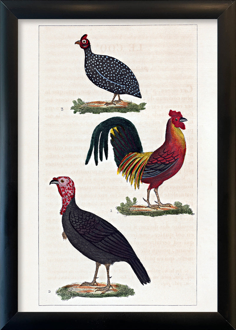 Le Coq - Le Dindon - La Pintade