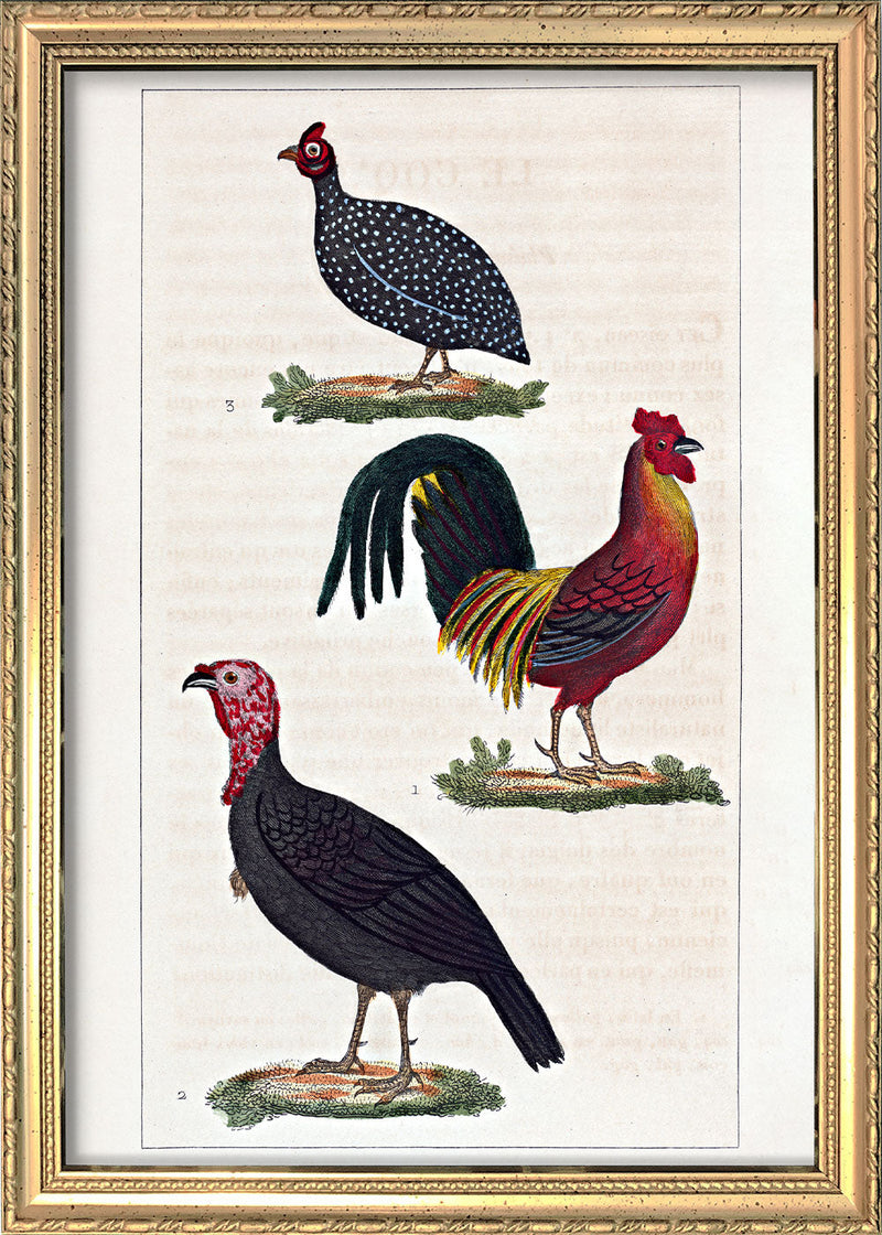 Le Coq - Le Dindon - La Pintade