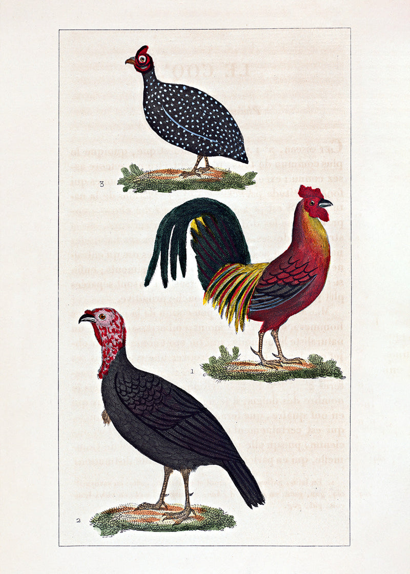 Le Coq - Le Dindon - La Pintade