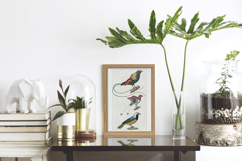 Le Geai du Pérou - La Manucode - Le Magnifique