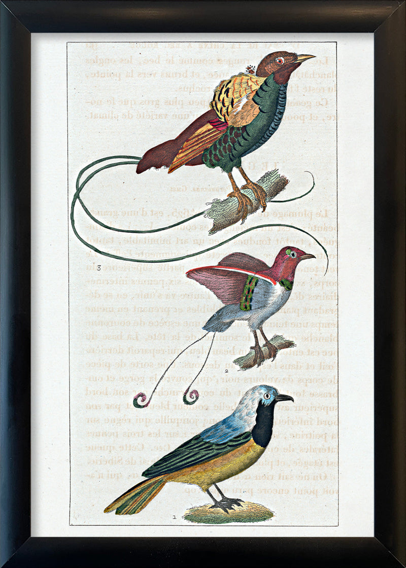 Le Geai du Pérou - La Manucode - Le Magnifique