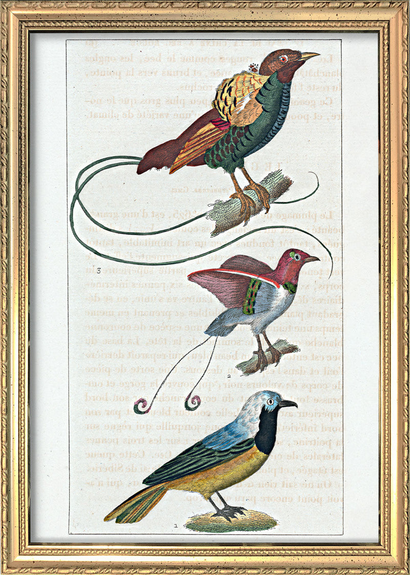 Le Geai du Pérou - La Manucode - Le Magnifique