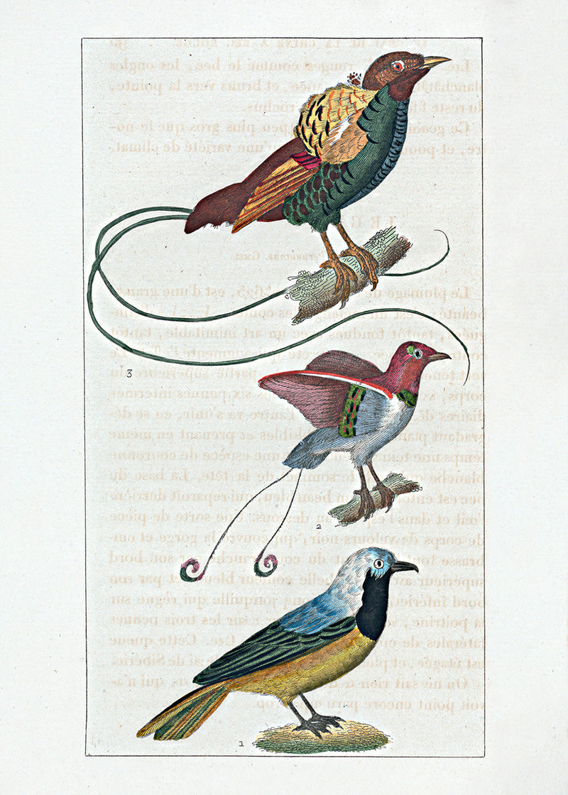 Le Geai du Pérou - La Manucode - Le Magnifique