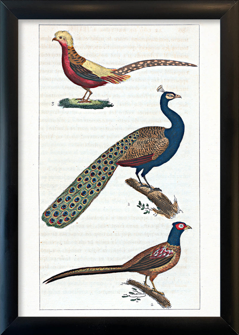 Le Paon - Le Faisan - Le Faisan Doré