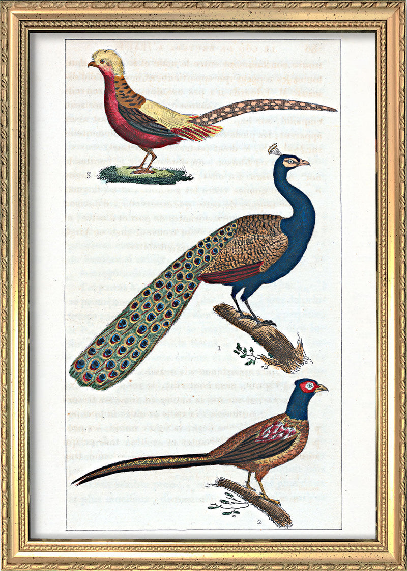 Le Paon - Le Faisan - Le Faisan Doré