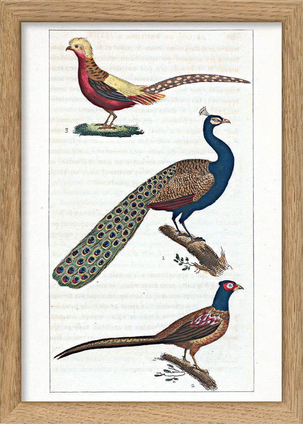 Le Paon - Le Faisan - Le Faisan Doré