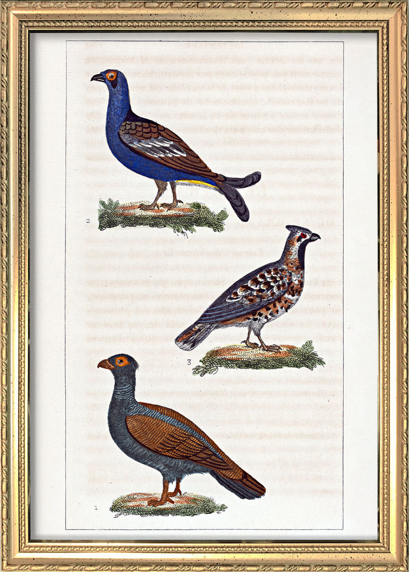 Le Tetras - Le Petit Tetras - La Gélinotte