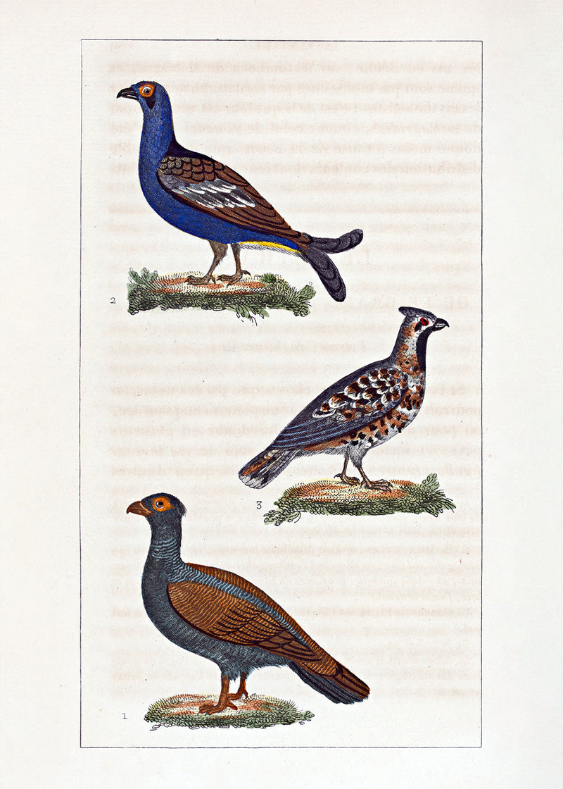 Le Tetras - Le Petit Tetras - La Gélinotte