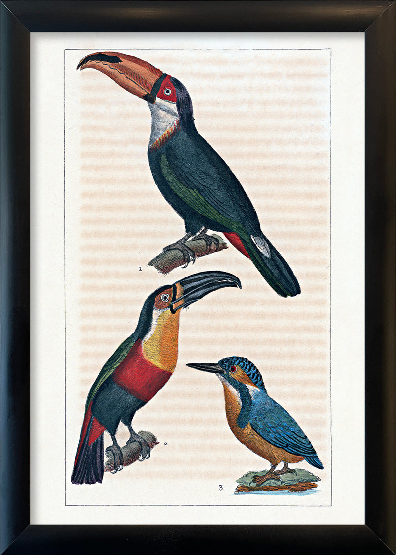 Le Toucan - Le Toucan à Gorge jaune - Le Martin Pêcheur